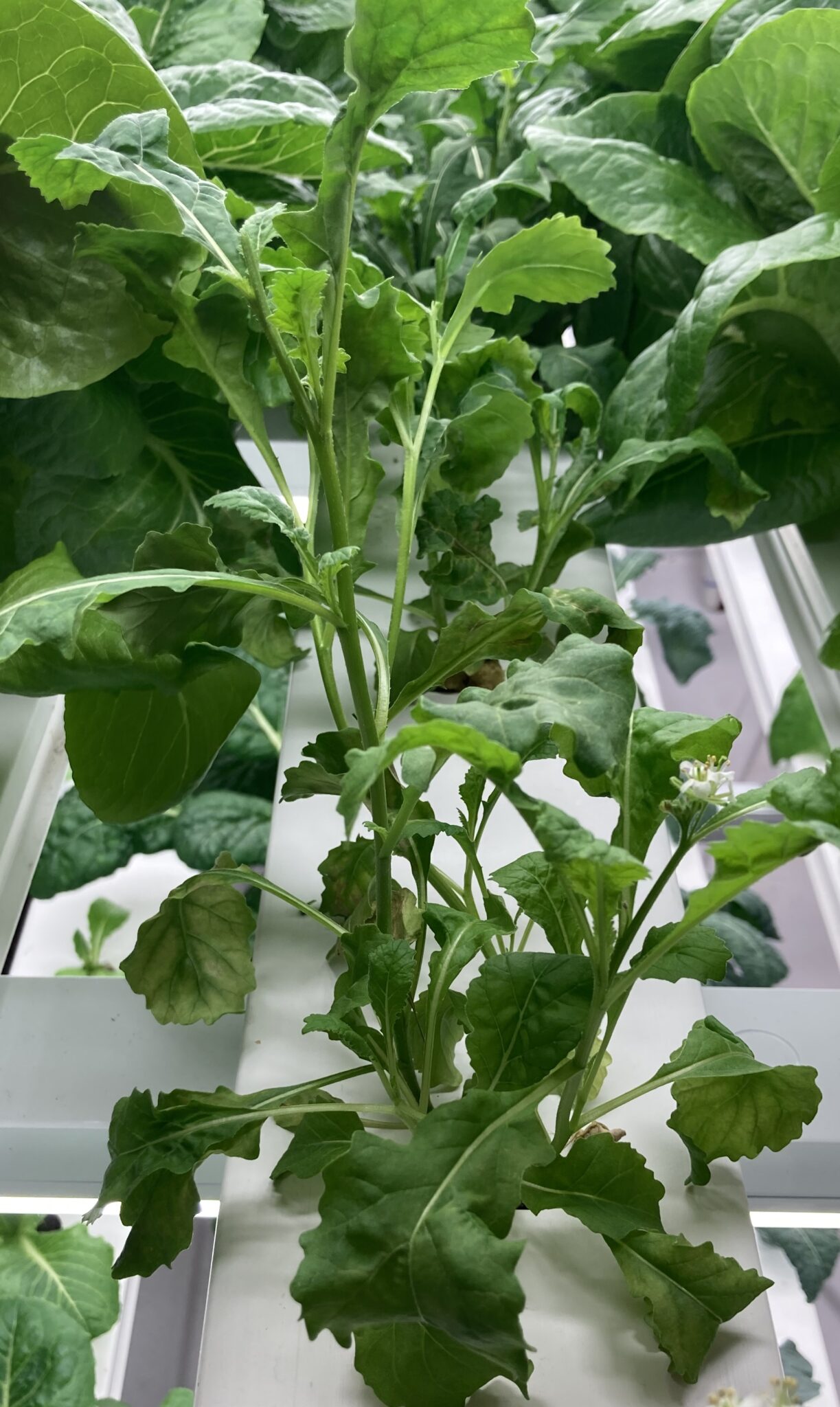 Arugula's Spicy Sister Lansdowne Urban Farms